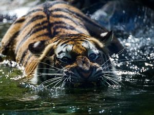 Preview wallpaper tiger, teeth, water, predator, muzzle, whiskers