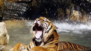Preview wallpaper tiger, teeth, water, spray, big cat