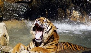 Preview wallpaper tiger, teeth, water, spray, big cat
