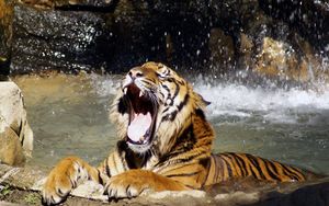 Preview wallpaper tiger, teeth, water, spray, big cat