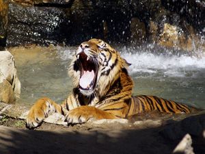 Preview wallpaper tiger, teeth, water, spray, big cat