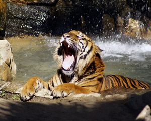 Preview wallpaper tiger, teeth, water, spray, big cat