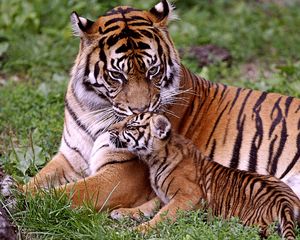 Preview wallpaper tiger, tiger cub, baby, grass, lie, care