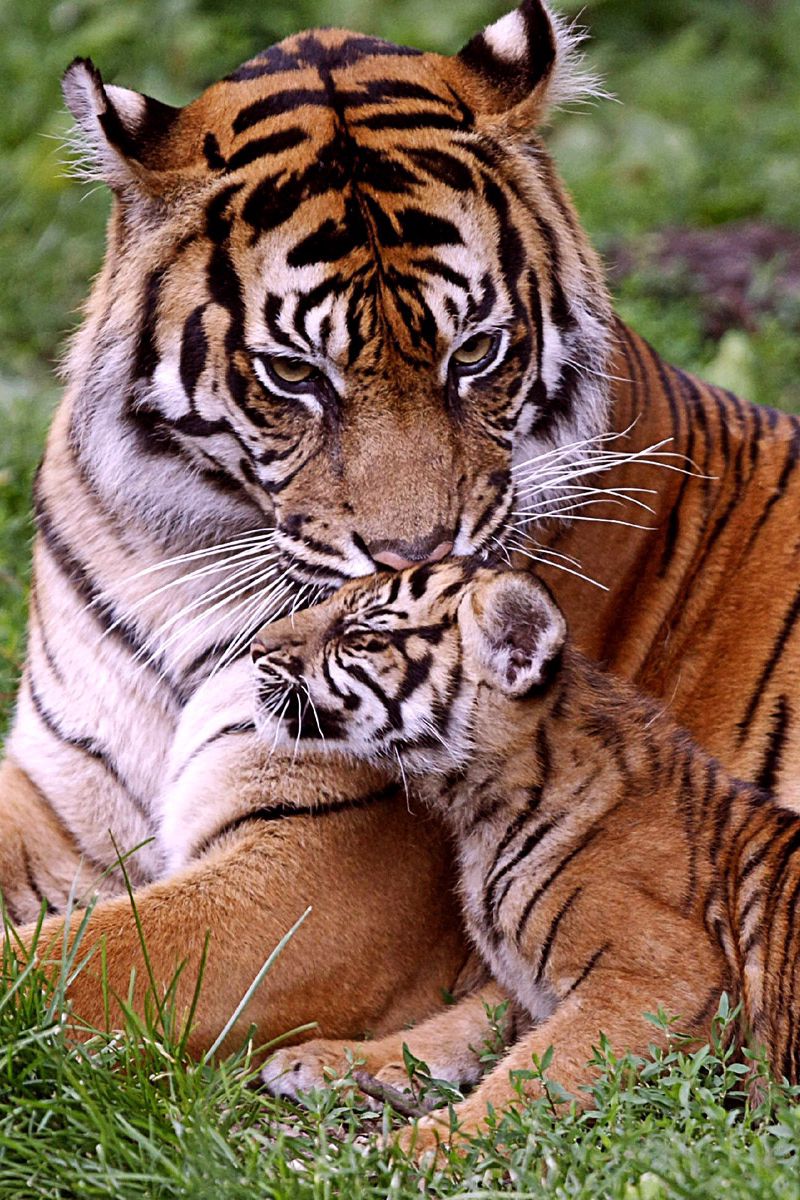tiger cubs wallpaper desktop