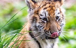 Preview wallpaper tiger, tiger cub, protruding tongue, funny, cute
