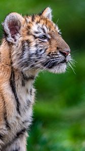 Preview wallpaper tiger, tiger cub, glance, animal, cute