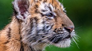 Preview wallpaper tiger, tiger cub, glance, animal, cute