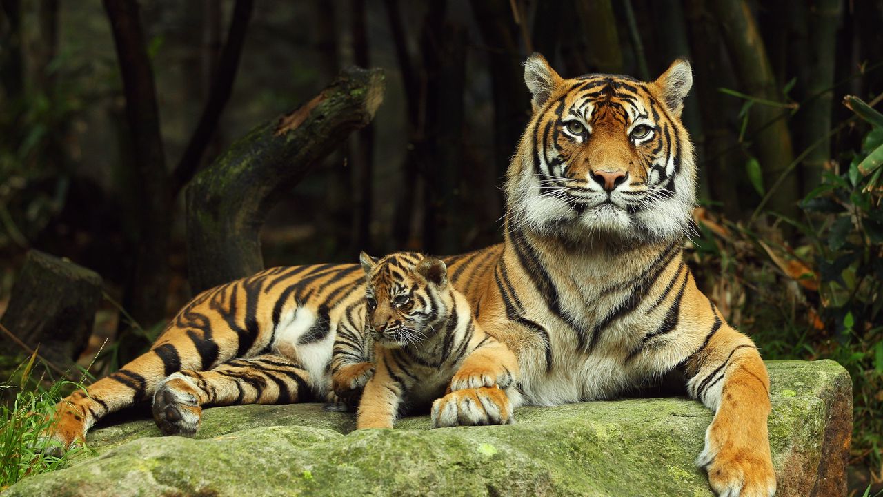 Wallpaper tiger, tiger cub, lying down, couple, caring