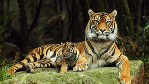 Preview wallpaper tiger, tiger cub, lying down, couple, caring