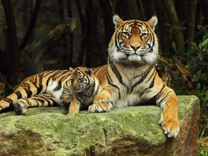 Preview wallpaper tiger, tiger cub, lying down, couple, caring