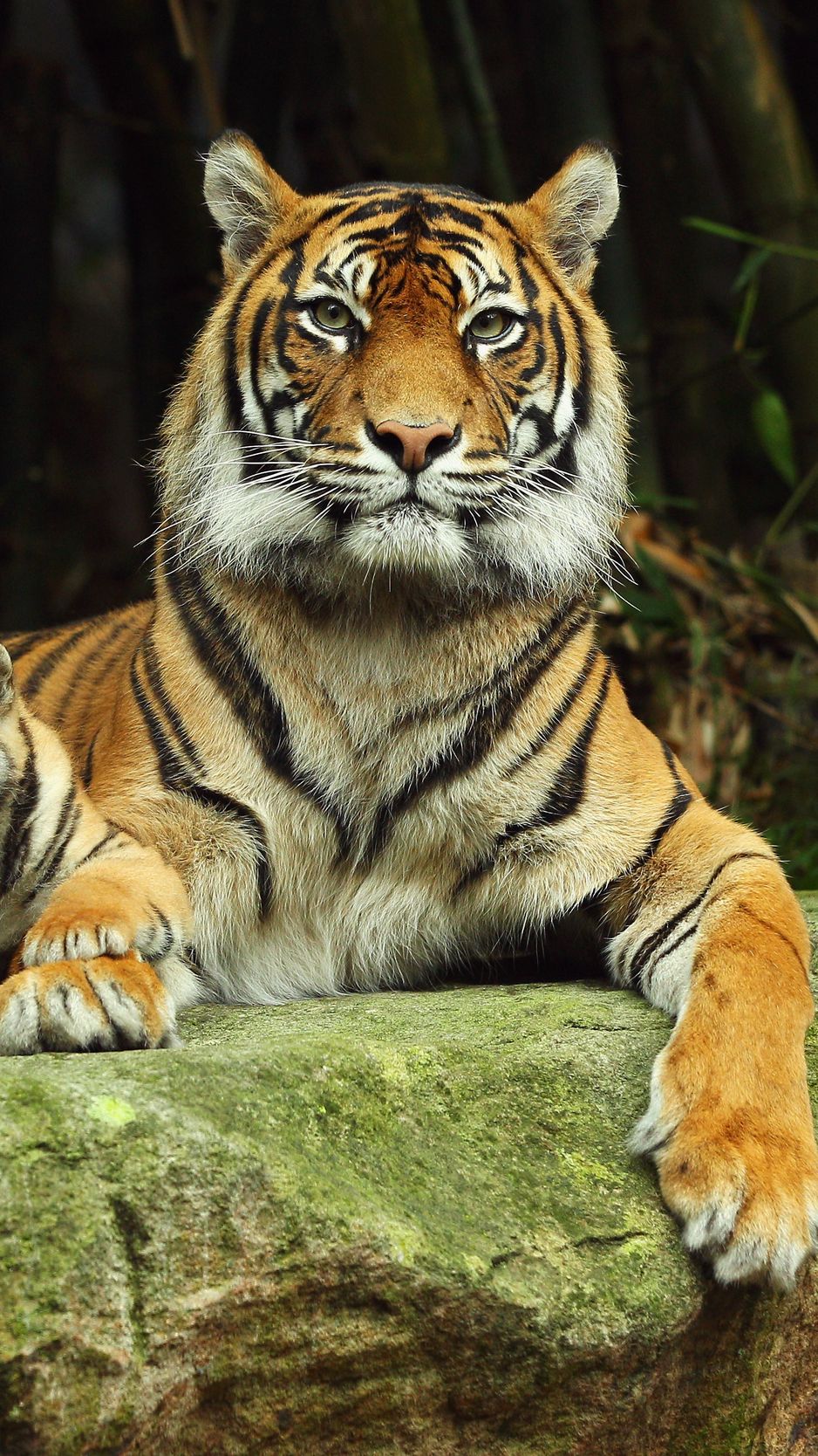 Download wallpaper 938x1668 tiger, tiger cub, lying down, couple ...