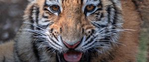 Preview wallpaper tiger, tiger cub, predator, animal, roar