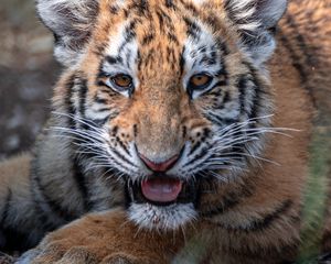 Preview wallpaper tiger, tiger cub, predator, animal, roar