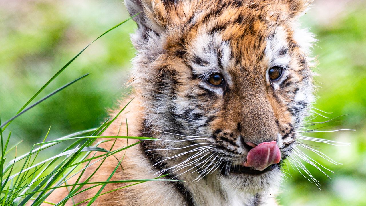 Wallpaper tiger, tiger cub, protruding tongue, funny, cute