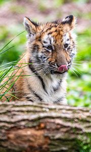Preview wallpaper tiger, tiger cub, protruding tongue, funny, cute