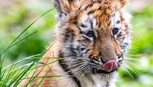 Preview wallpaper tiger, tiger cub, protruding tongue, funny, cute