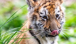 Preview wallpaper tiger, tiger cub, protruding tongue, funny, cute