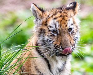 Preview wallpaper tiger, tiger cub, protruding tongue, funny, cute