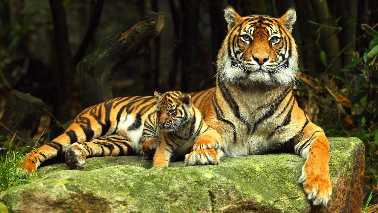 Wallpaper tiger, tiger cub, rock, recline, baby