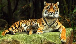 Preview wallpaper tiger, tiger cub, rock, recline, baby