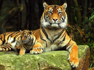 Preview wallpaper tiger, tiger cub, rock, recline, baby