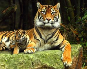 Preview wallpaper tiger, tiger cub, rock, recline, baby