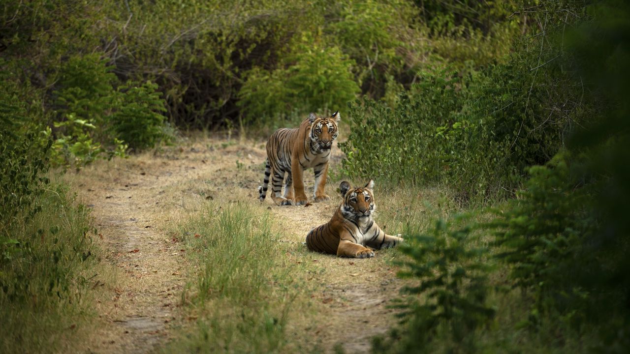 Wallpaper tiger, tigers, predator, big cat