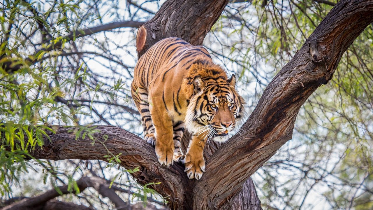 Wallpaper tiger, tree, predator