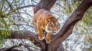 Preview wallpaper tiger, tree, predator
