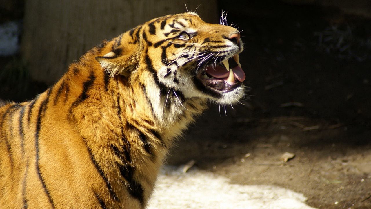 Wallpaper tiger, vicious, teeth, snow