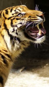 Preview wallpaper tiger, vicious, teeth, snow