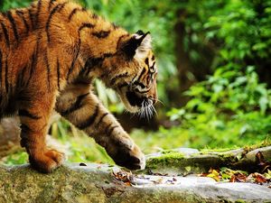 Preview wallpaper tiger, walk, care, leaves, grass