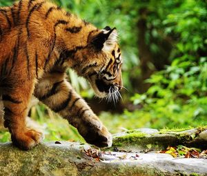Preview wallpaper tiger, walk, care, leaves, grass