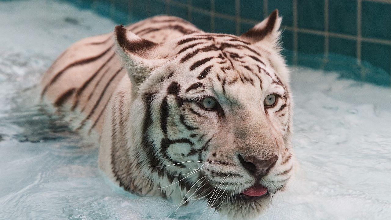 Wallpaper tiger, water, albino, swim, big cat