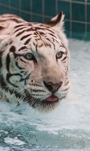 Preview wallpaper tiger, water, albino, swim, big cat