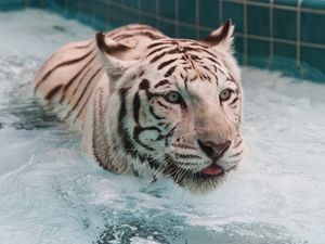 Preview wallpaper tiger, water, albino, swim, big cat