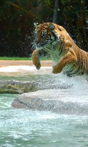 Preview wallpaper tiger, water, jump, splash