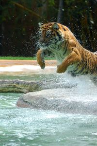 Preview wallpaper tiger, water, jump, splash