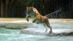 Preview wallpaper tiger, water, jump, splash