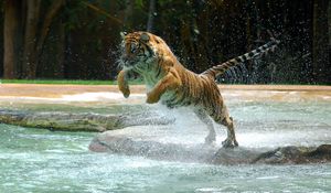 Preview wallpaper tiger, water, jump, splash