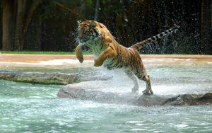 Preview wallpaper tiger, water, jump, splash