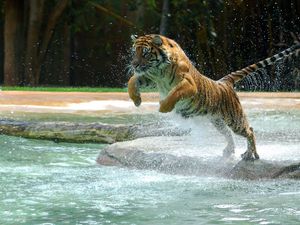 Preview wallpaper tiger, water, jump, splash