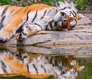 Preview wallpaper tiger, water, rest, predator, reflection
