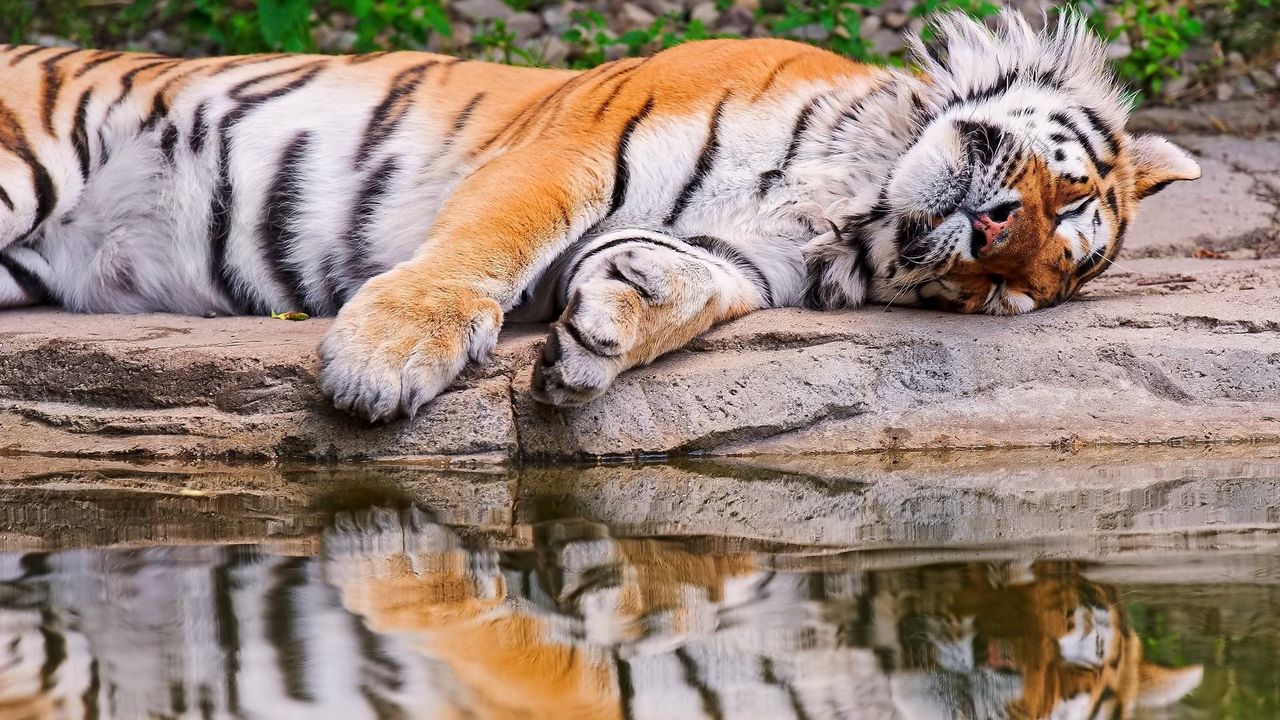 Wallpaper tiger, water, rest, reflection