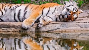 Preview wallpaper tiger, water, rest, reflection