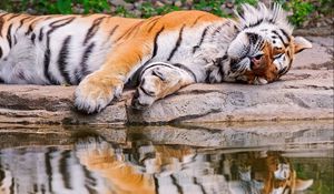 Preview wallpaper tiger, water, rest, reflection