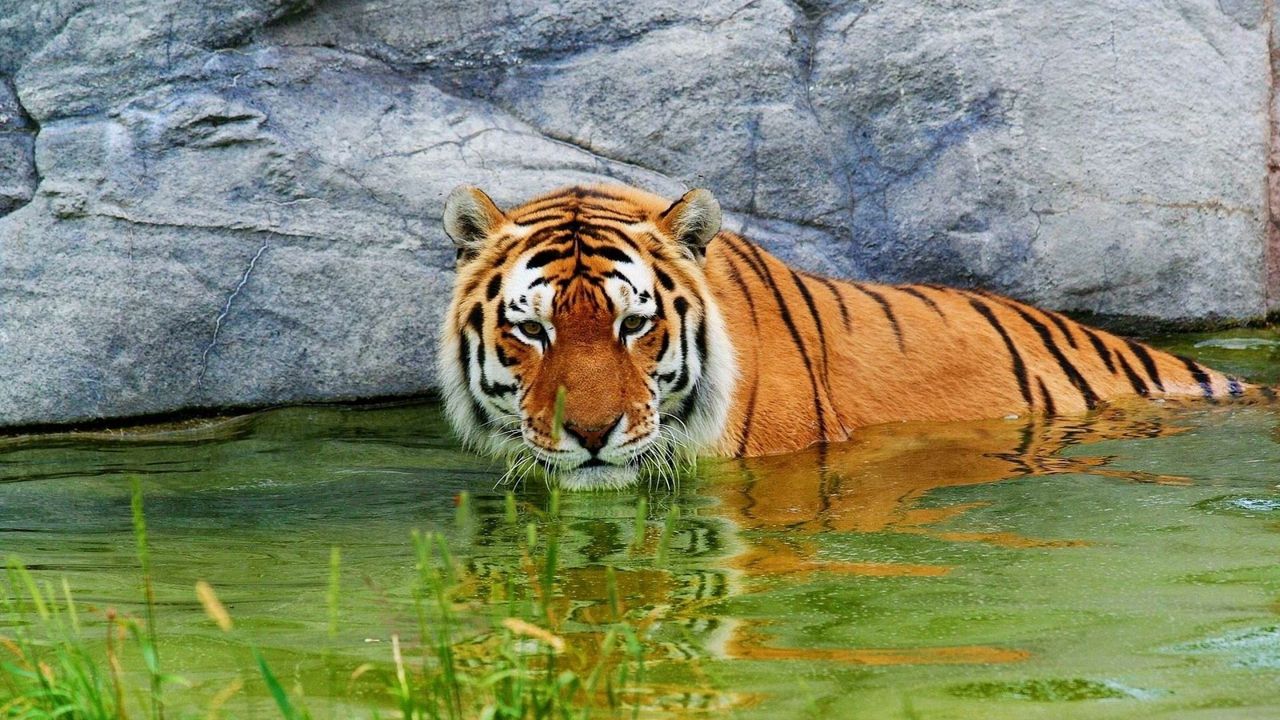 Wallpaper tiger, water, rest, rocks