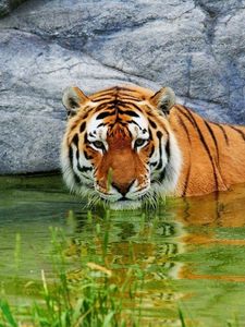 Preview wallpaper tiger, water, rest, rocks