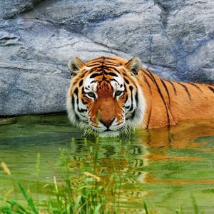 Preview wallpaper tiger, water, rest, rocks