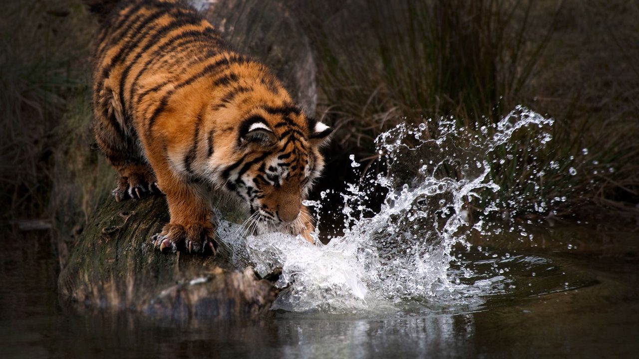 Wallpaper tiger, water, splash, predator